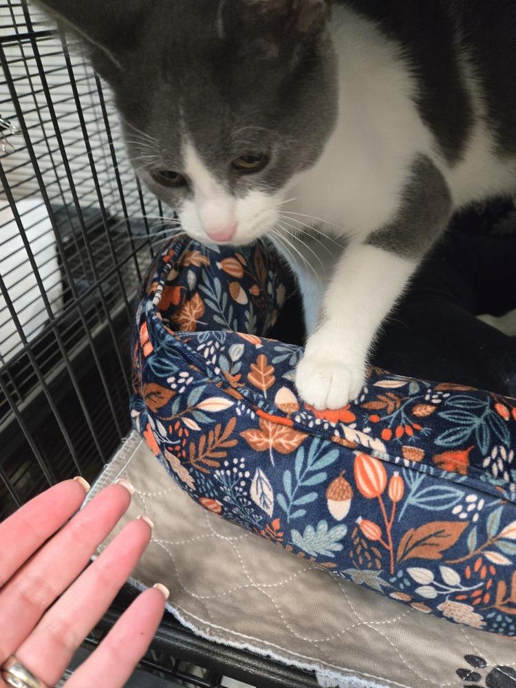 Enlarge Jaspurr, a Adoptable Domestic Short Hair in Clinton Township, MI image 6/6