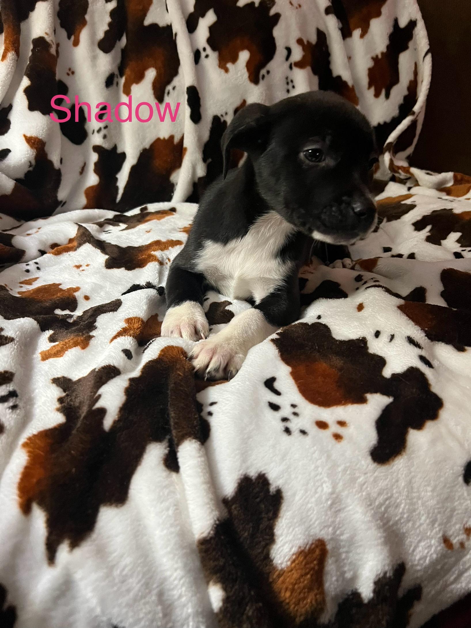 Shadow, an adopted mixed breed in Davisburg, MI image 2/3