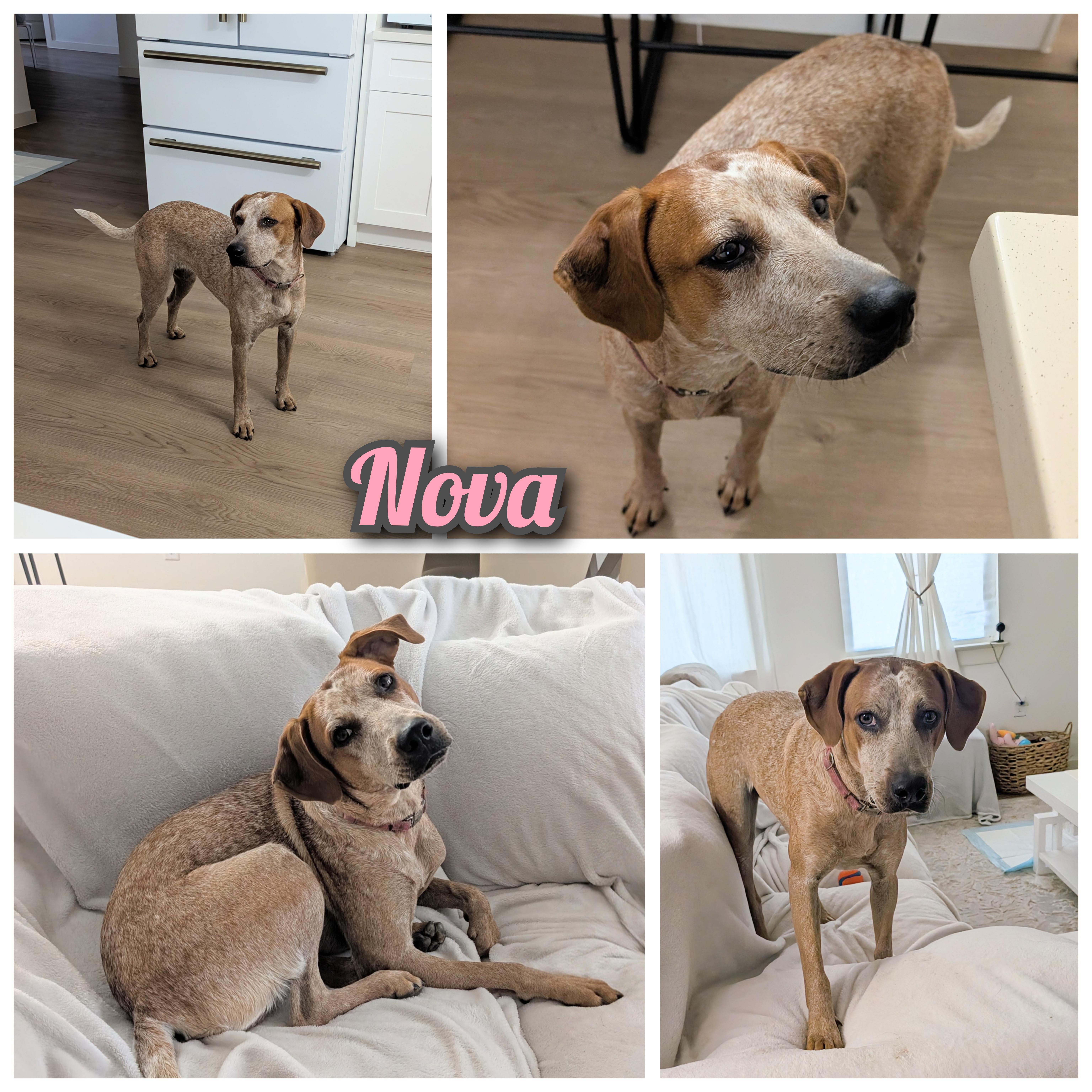 Enlarge Nova, a Adoptable mixed breed in Oklahoma City, OK image 1/6