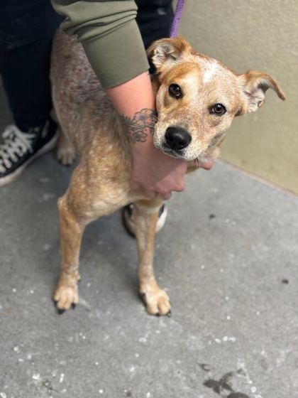 Honey Bear thumbnail 2