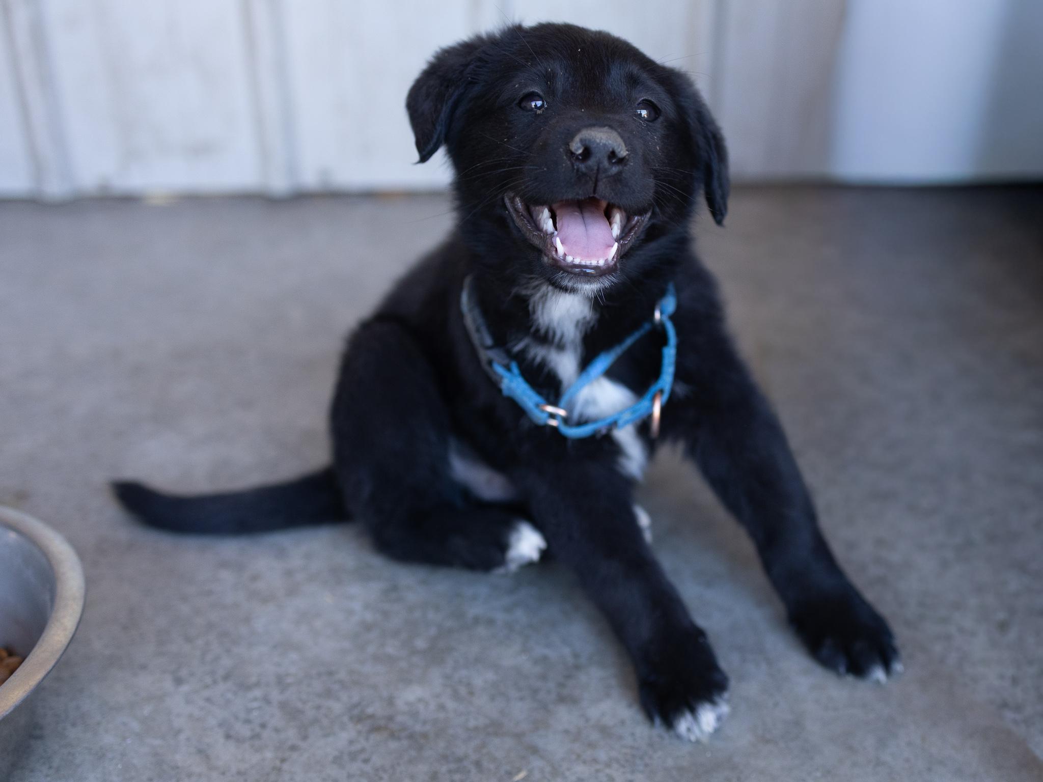 Enlarge Bishop, a ADOPTABLE mixed breed in Republic, WA image 5/6