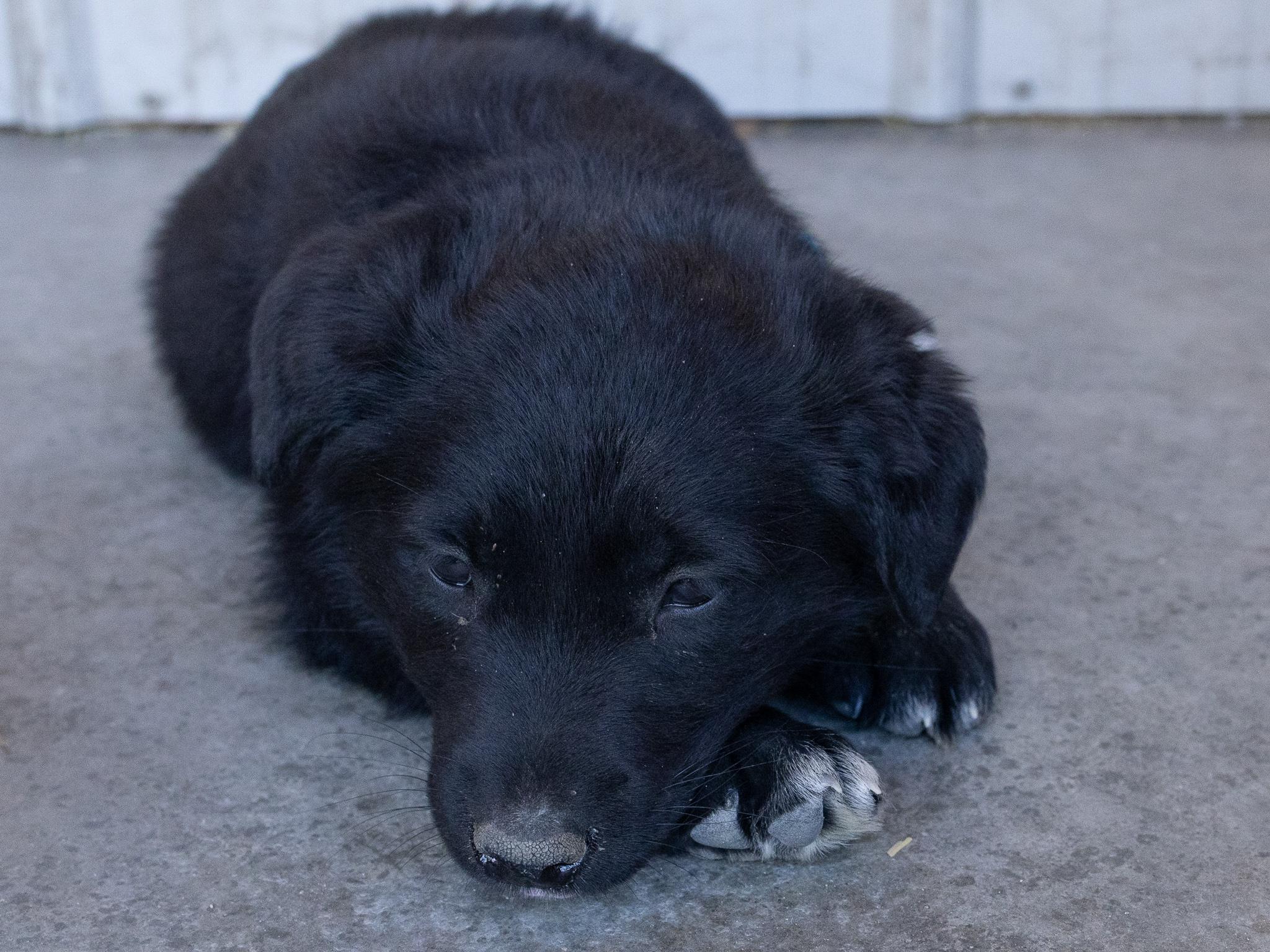 Enlarge Bishop, a ADOPTABLE mixed breed in Republic, WA image 3/6