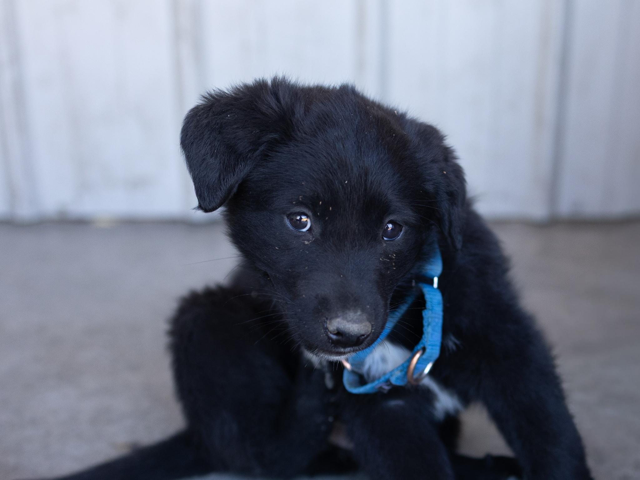 Enlarge Bishop, a ADOPTABLE mixed breed in Republic, WA image 4/6