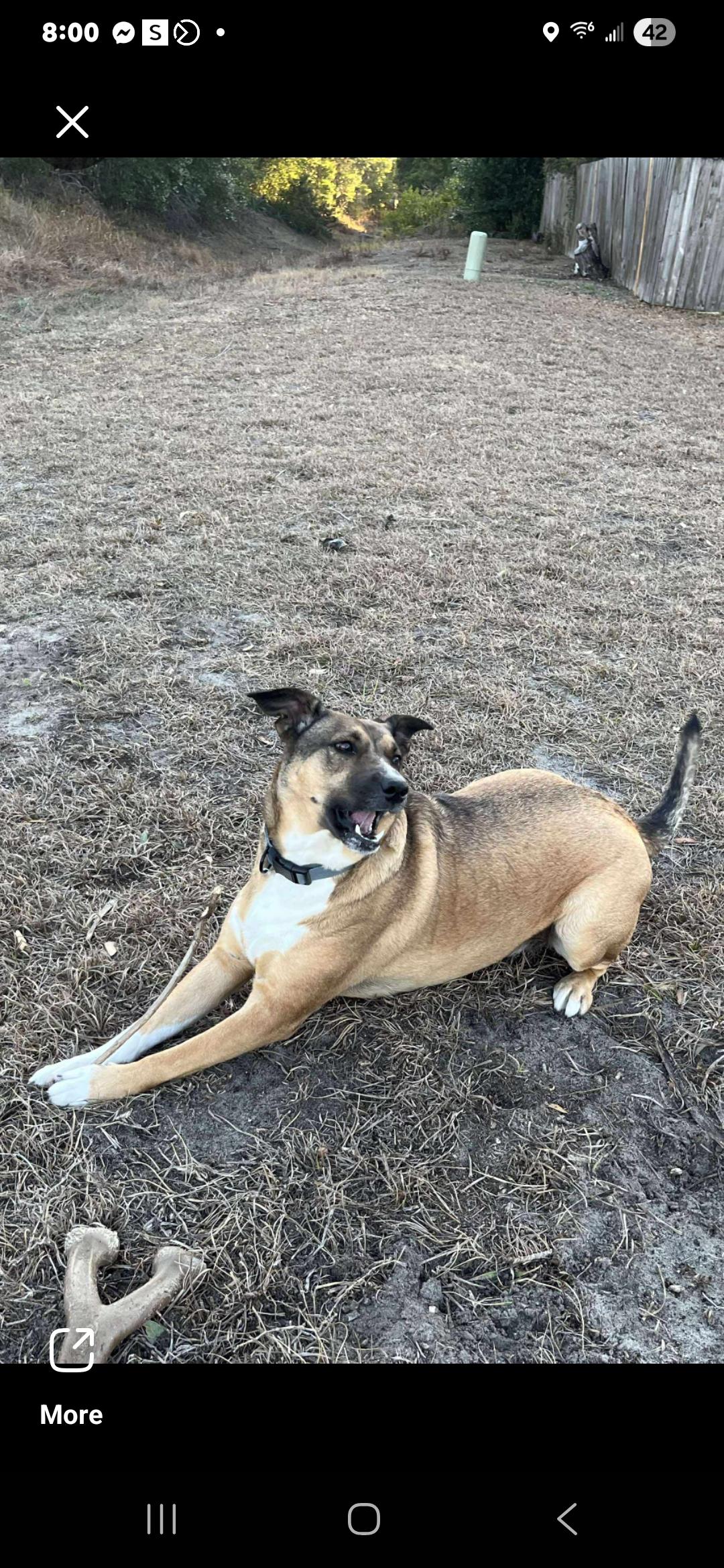 Enlarge Kellogg, a ADOPTABLE mixed breed in Brooksville, FL image 3/5