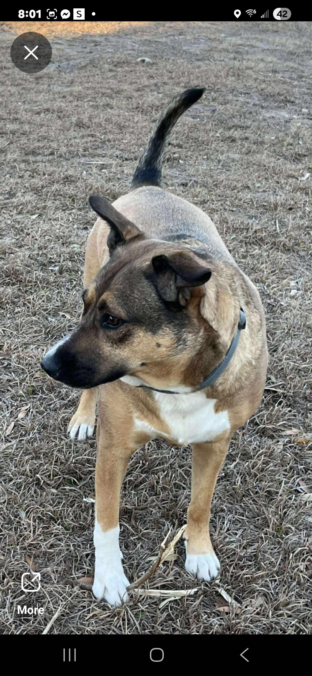 Kellogg, ADOPTABLE, Adult Female Black Mouth Cur & Australian Shepherd.