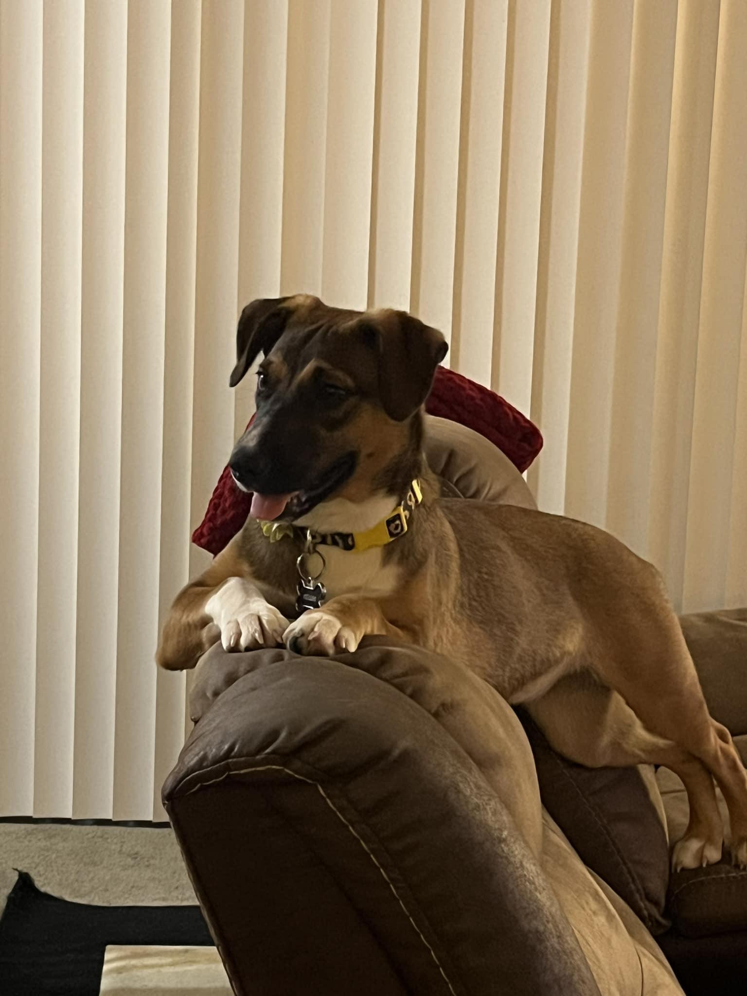 Enlarge Kellogg, a ADOPTABLE mixed breed in Brooksville, FL image 4/5