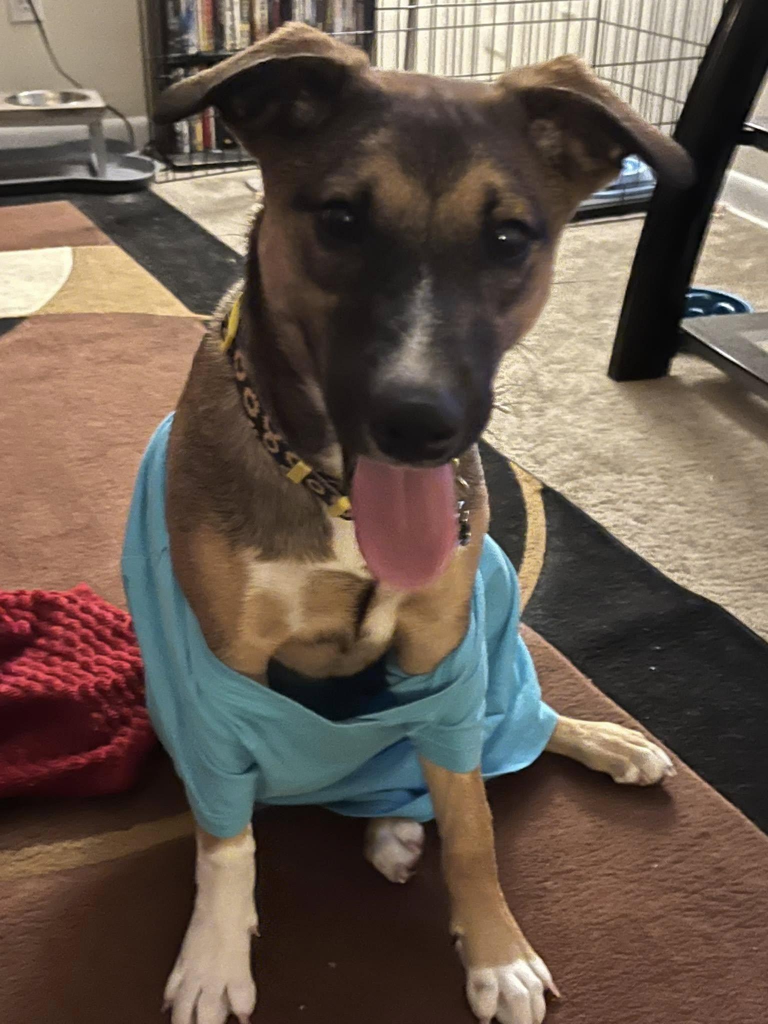 Enlarge Kellogg, a ADOPTABLE mixed breed in Brooksville, FL image 5/5