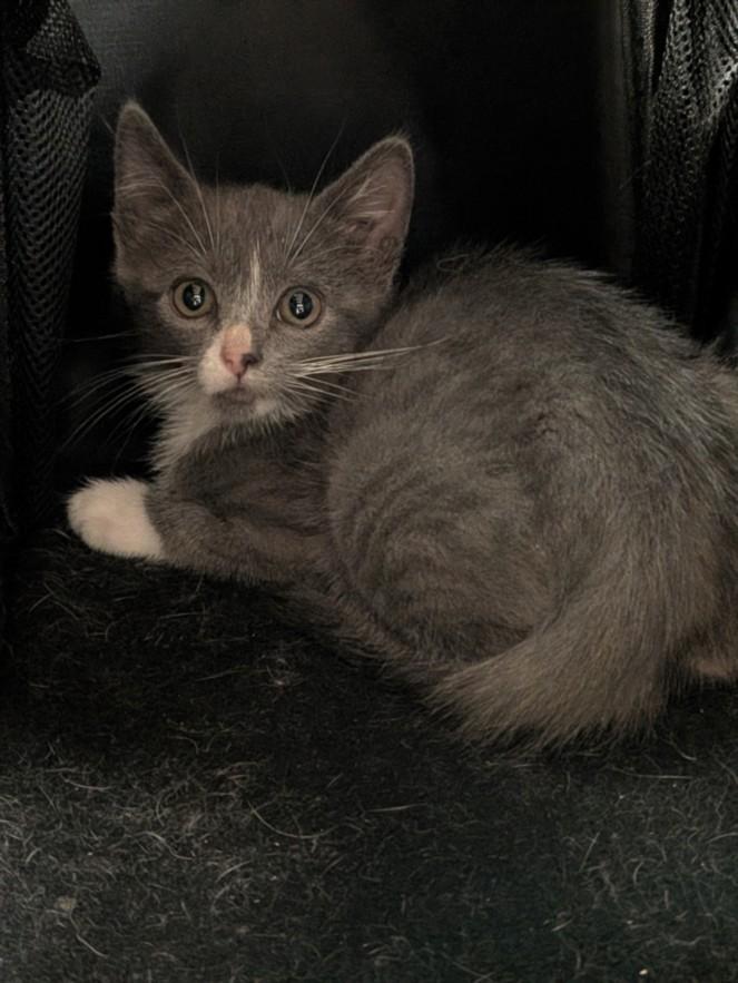 SIERRA, Adoptable, Kitten Female Domestic Short Hair.