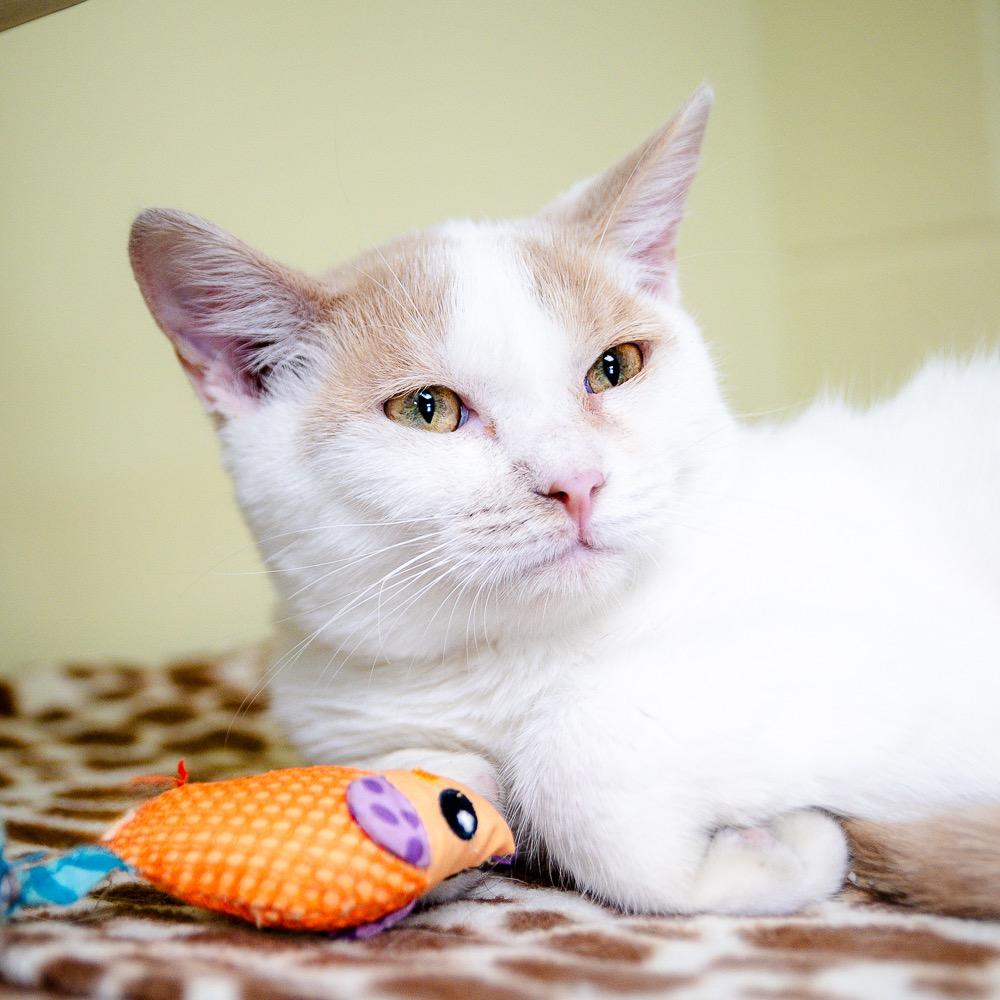 Enlarge Bucky, a Adopted mixed breed in Saint Petersburg, FL image 1/1