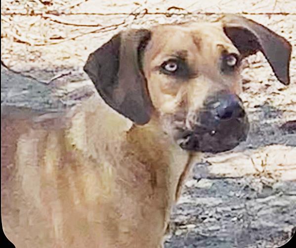 Enlarge Sweetz, a Adoptable mixed breed in Poway, CA image 2/2