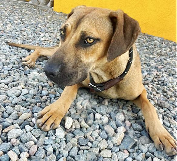Enlarge Sweetz, a Adoptable mixed breed in Poway, CA image 1/2