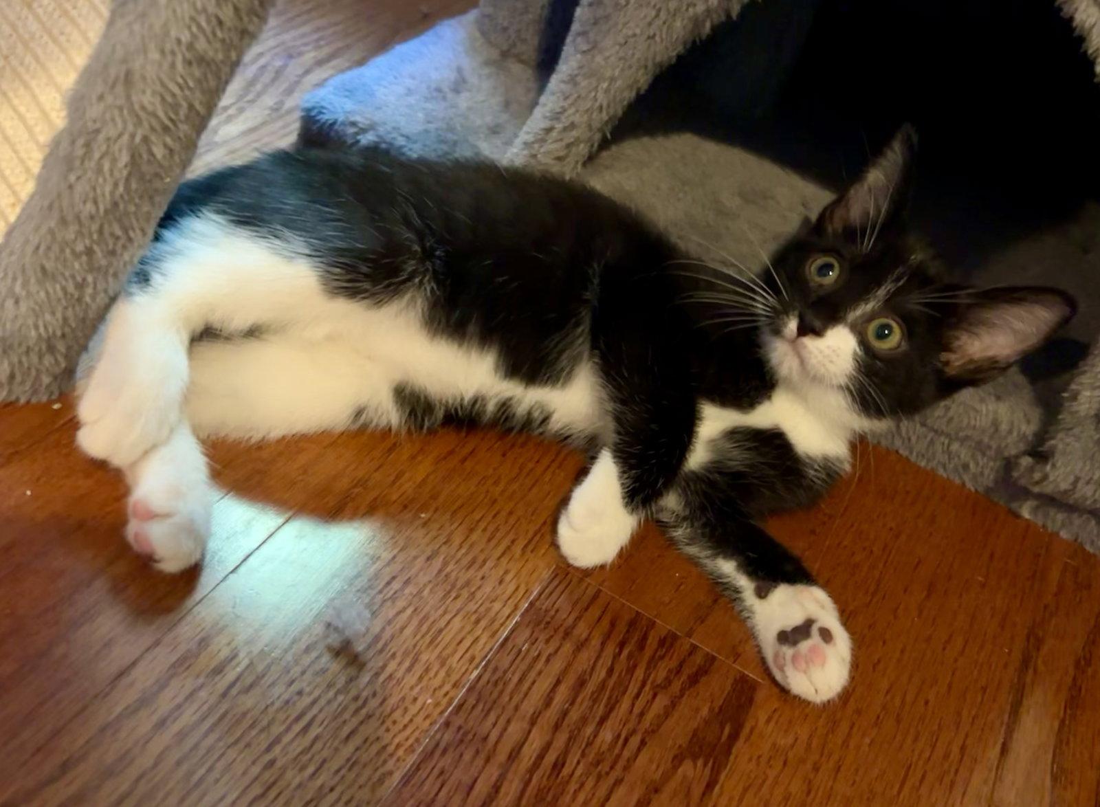 Enlarge Bluey, a Adoptable Domestic Short Hair in Roxboro, NC image 1/3