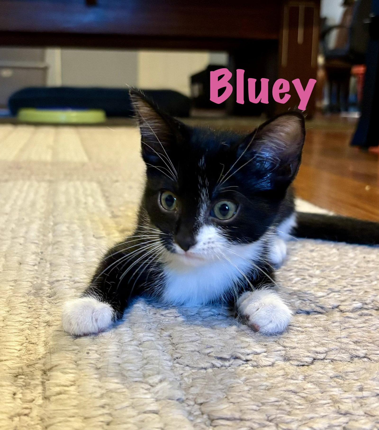 Enlarge Bluey, a Adoptable Domestic Short Hair in Roxboro, NC image 2/3