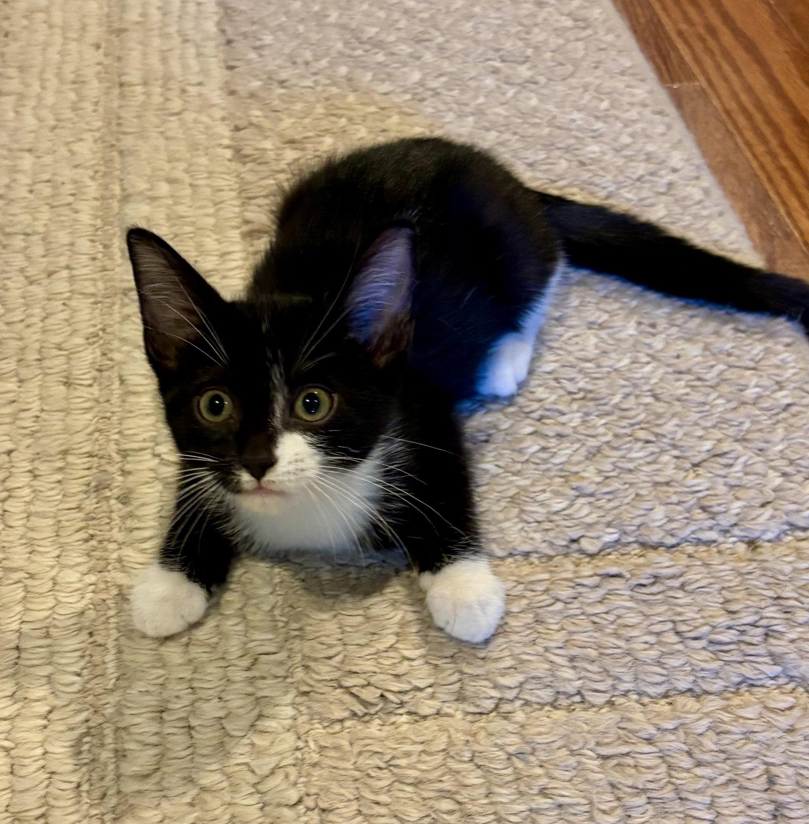 Enlarge Bluey, a Adoptable Domestic Short Hair in Roxboro, NC image 3/3