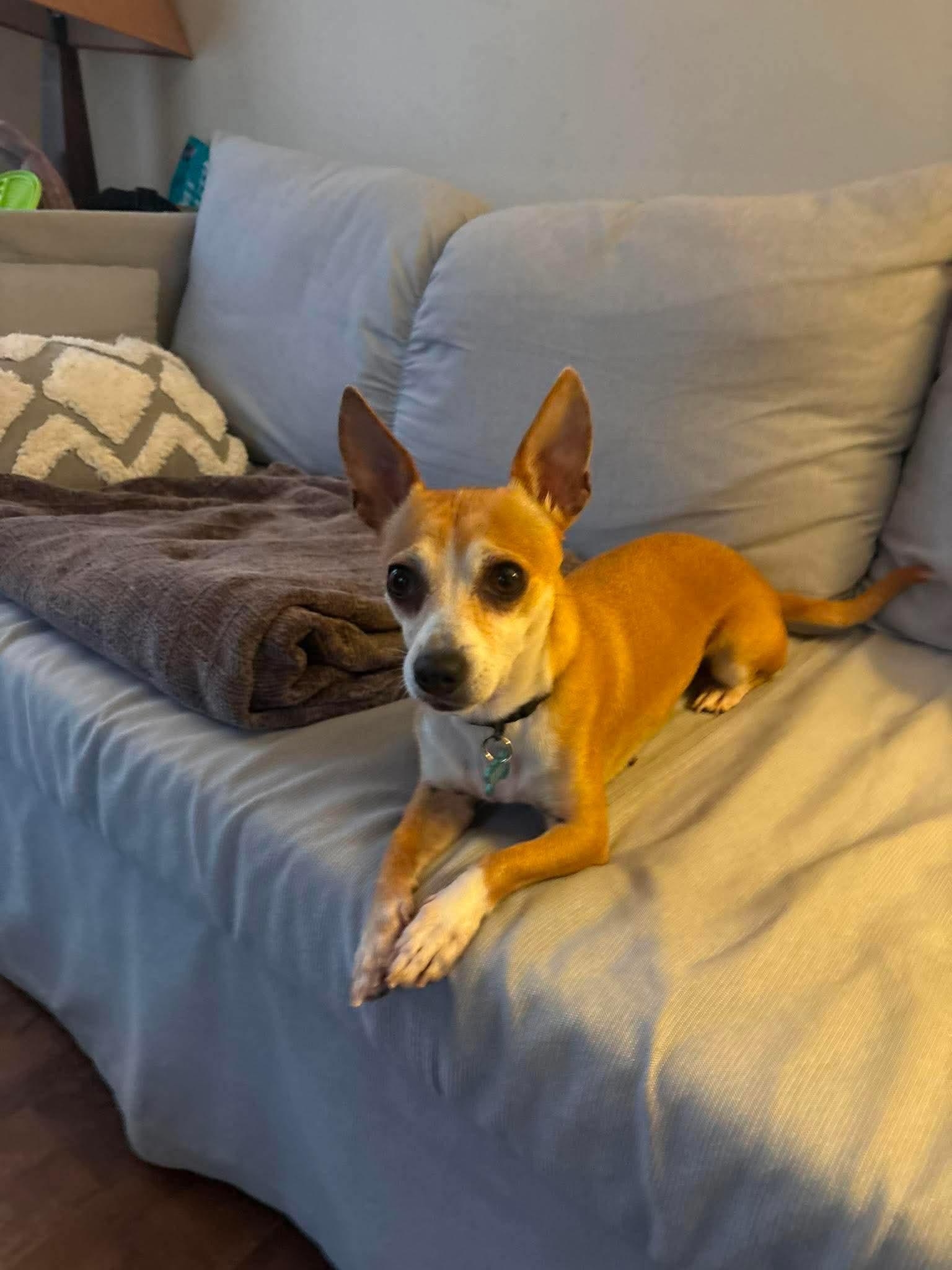 Nacho, ADOPTABLE, Adult Female Chihuahua.