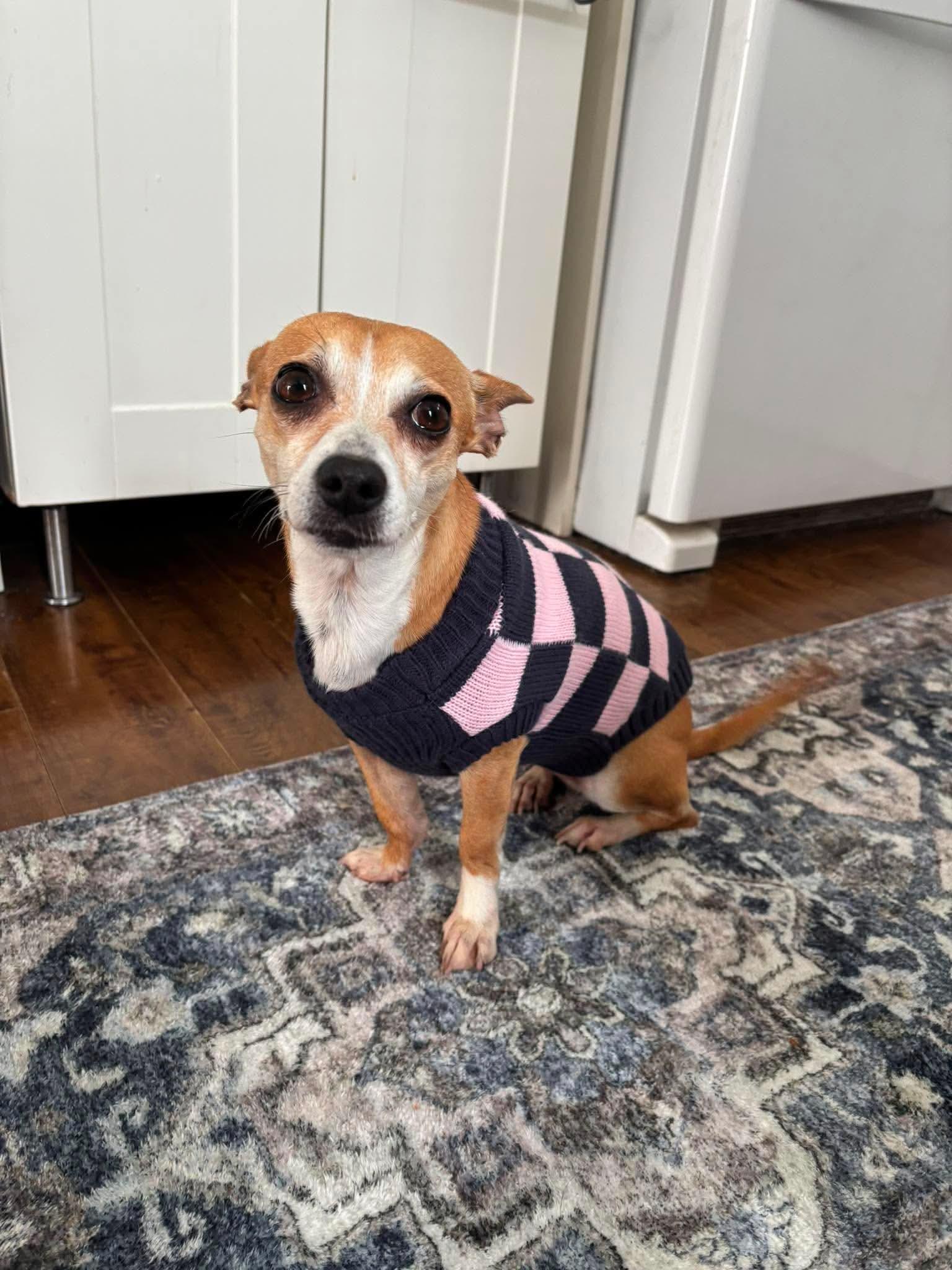 Nacho, a ADOPTABLE mixed breed in St Catharines, ON image 4/4