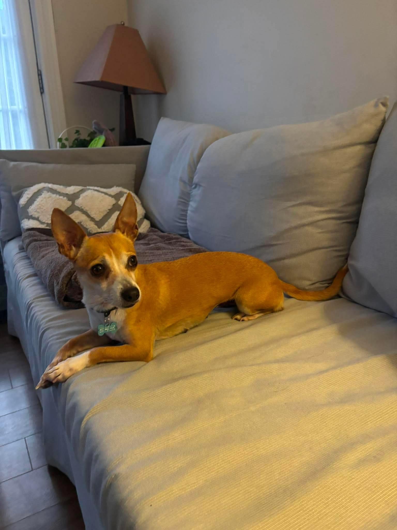 Nacho, a ADOPTABLE mixed breed in St Catharines, ON image 2/4
