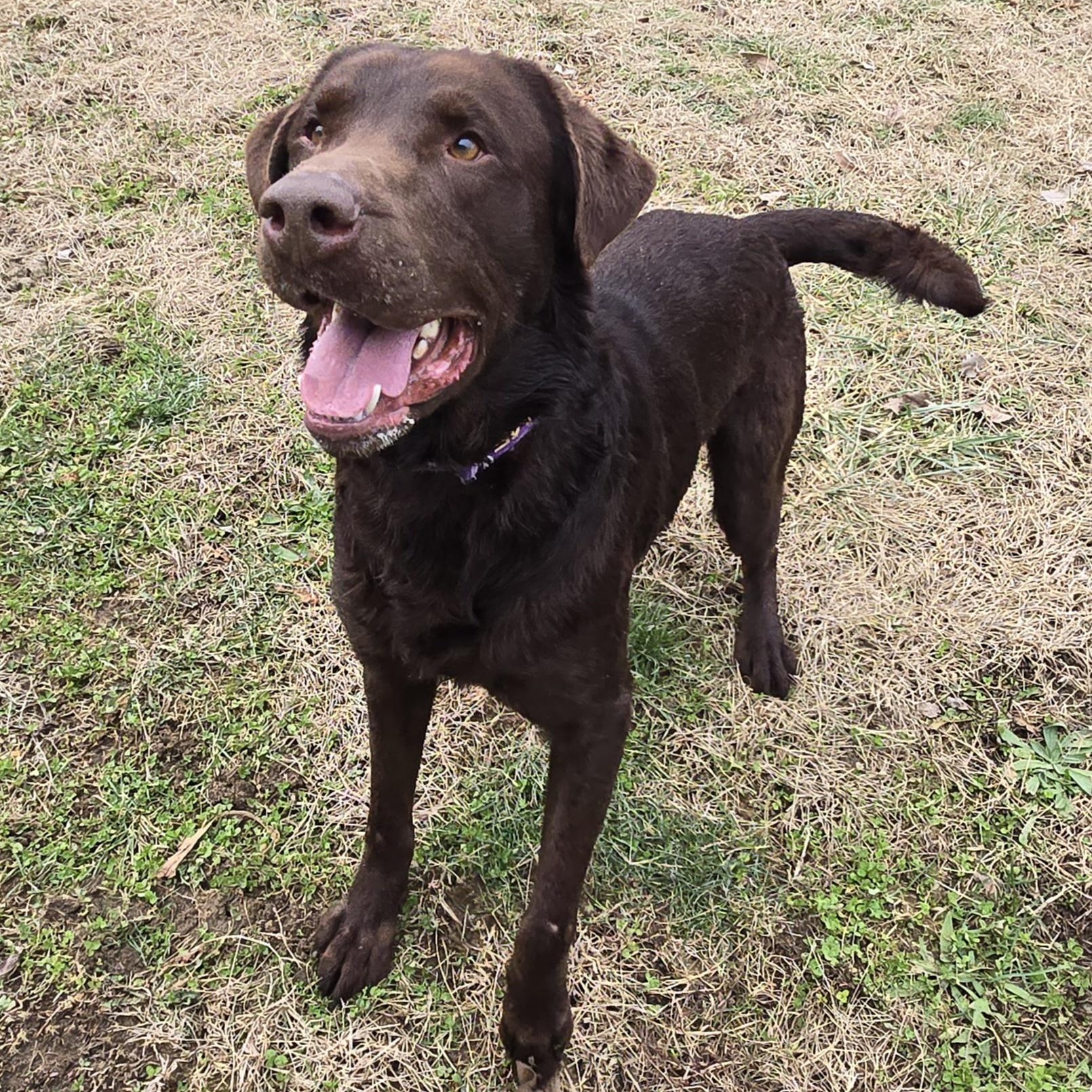 Enlarge Dozer, an adoption pending mixed breed in Keokuk, IA image 2/3