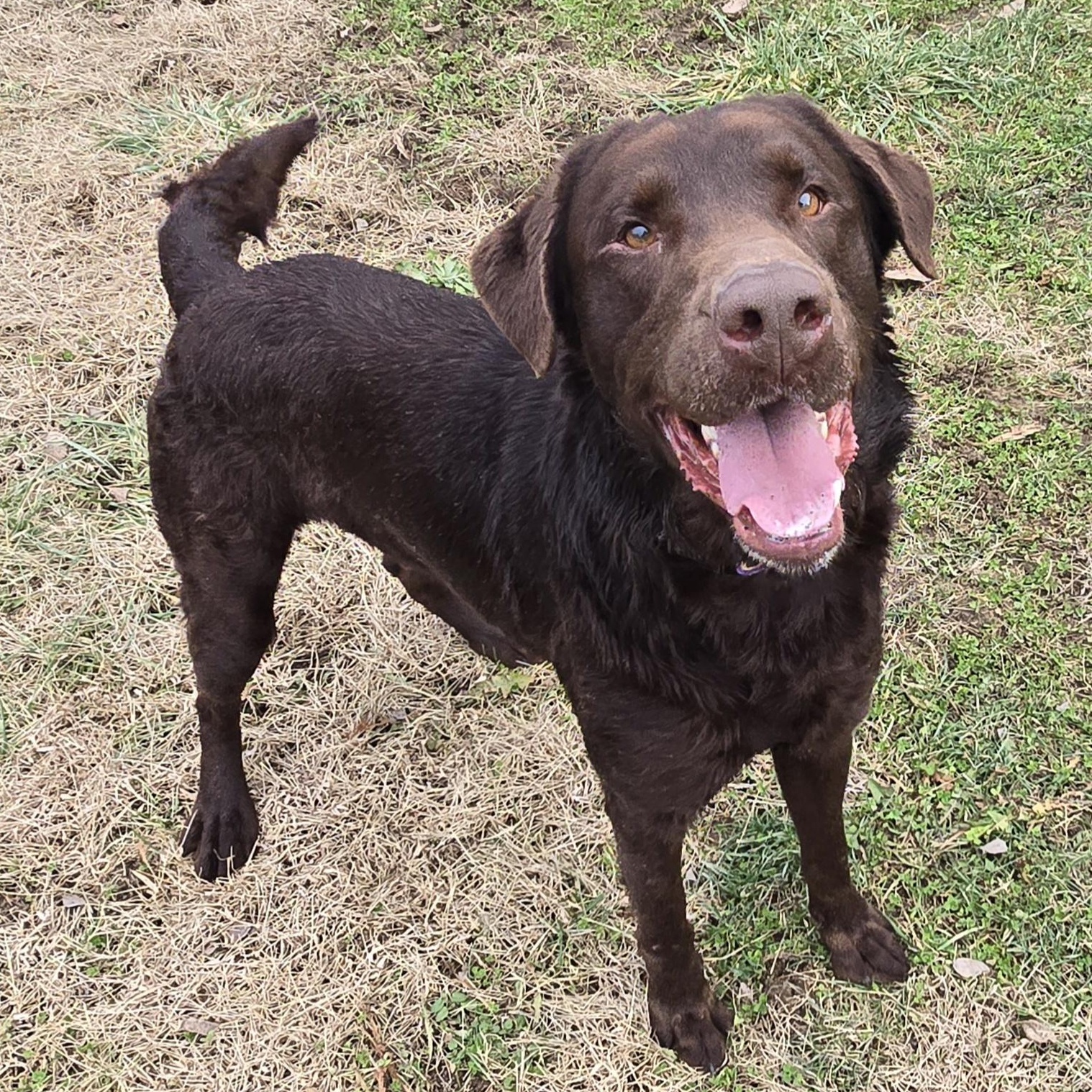 Dozer, ADOPTABLE, Young Male Chocolate Labrador Retriever & Labrador Retriever.