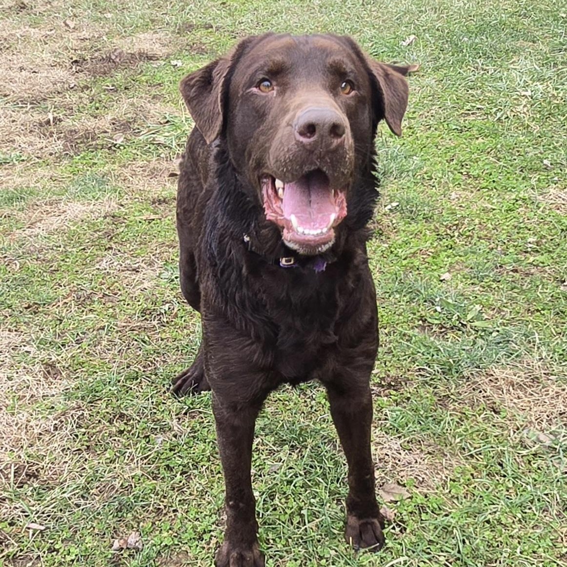 Enlarge Dozer, an adoption pending mixed breed in Keokuk, IA image 3/3