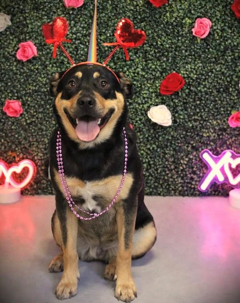 Nova, ADOPTABLE, Adult Female Rottweiler.