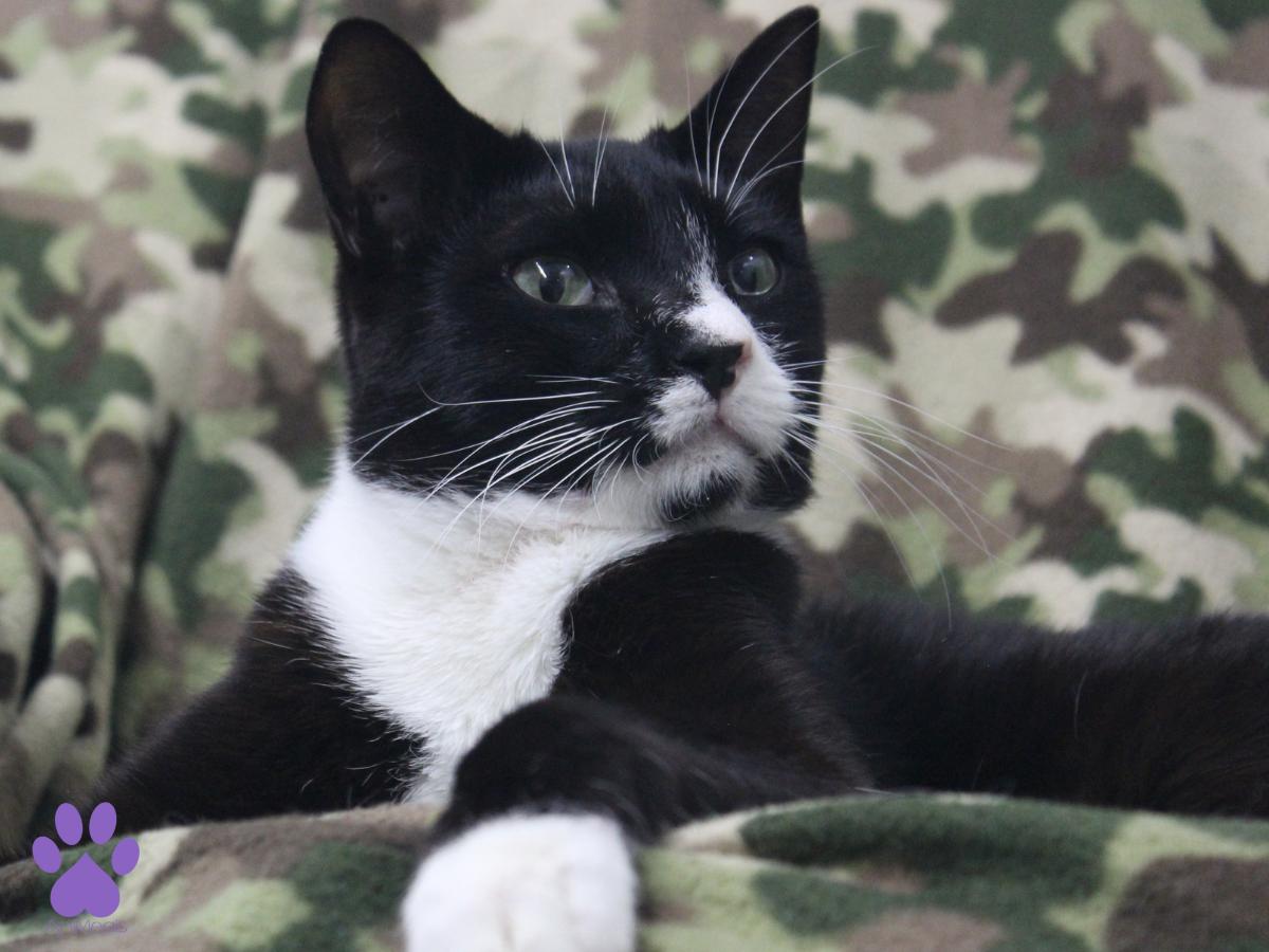 Dillon, a ADOPTABLE Domestic Short Hair in Missoula, MT image 4/4