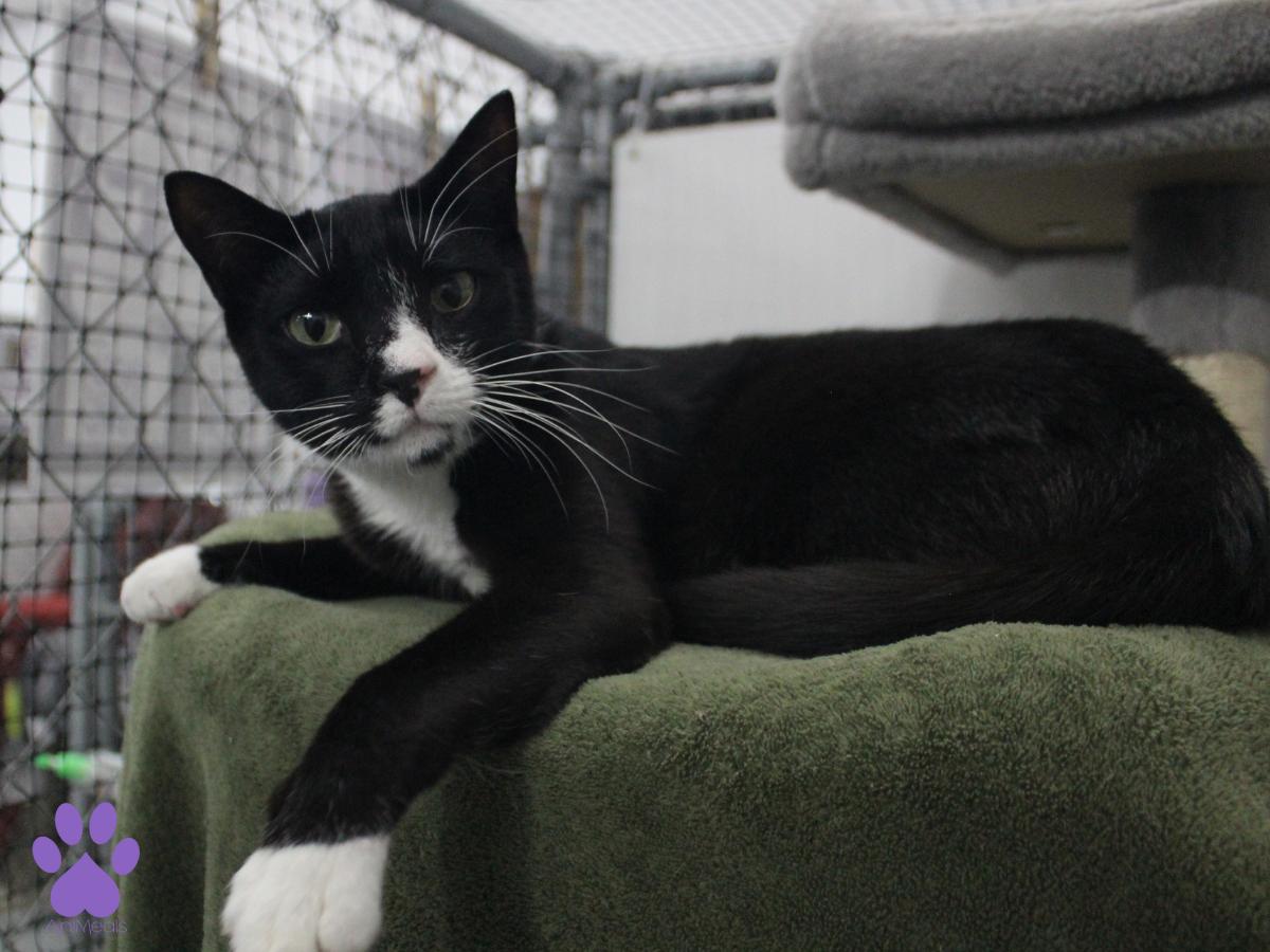 Dillon, a ADOPTABLE Domestic Short Hair in Missoula, MT image 3/4