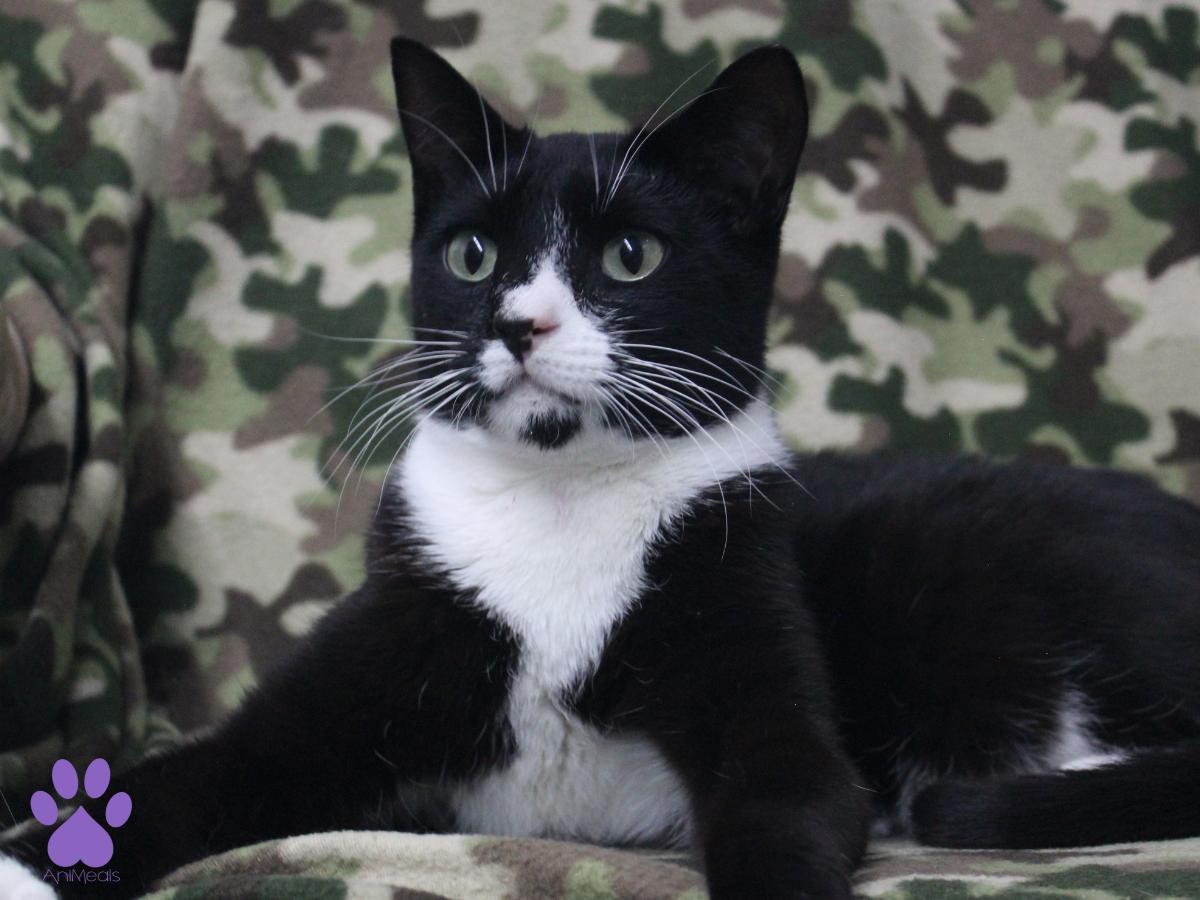 Dillon, ADOPTABLE, Young Male Domestic Short Hair.