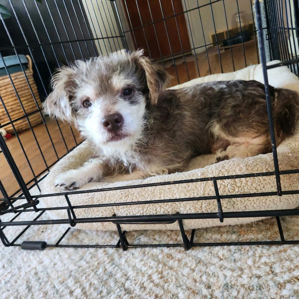 Fred, Adoptable, Adult Male Yorkshire Terrier & Miniature Poodle.