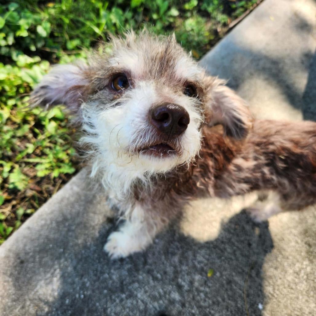 Enlarge Fred, a Adoptable mixed breed in Farmersville, OH image 2/3