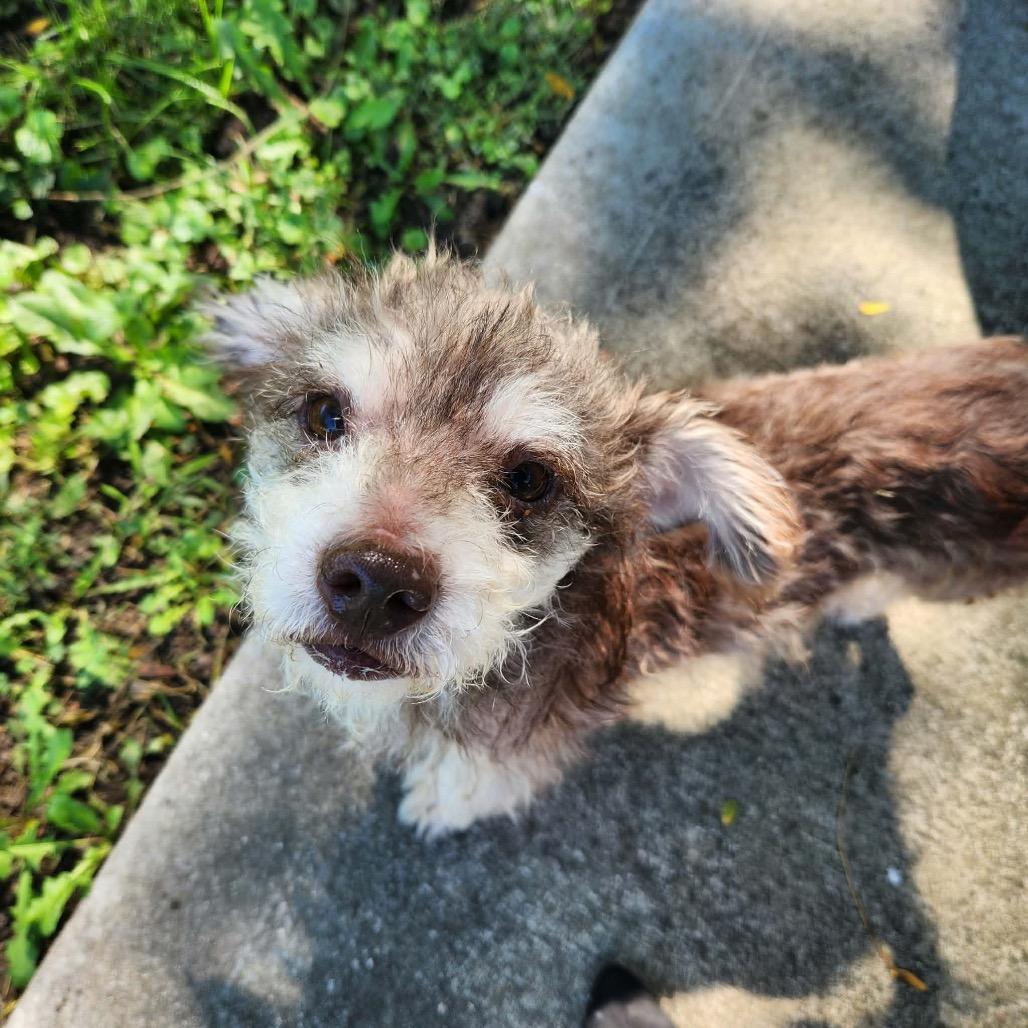 Enlarge Fred, a Adoptable mixed breed in Farmersville, OH image 3/3
