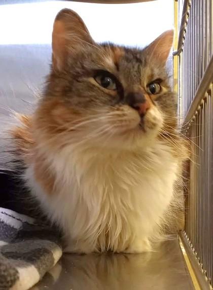 Enlarge Gurgi, a Adoptable Domestic Long Hair in Waupaca, WI image 1/1