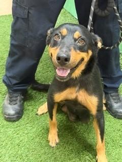 Enlarge Mona 179470, a Adoptable mixed breed in Visalia, CA image 1/1