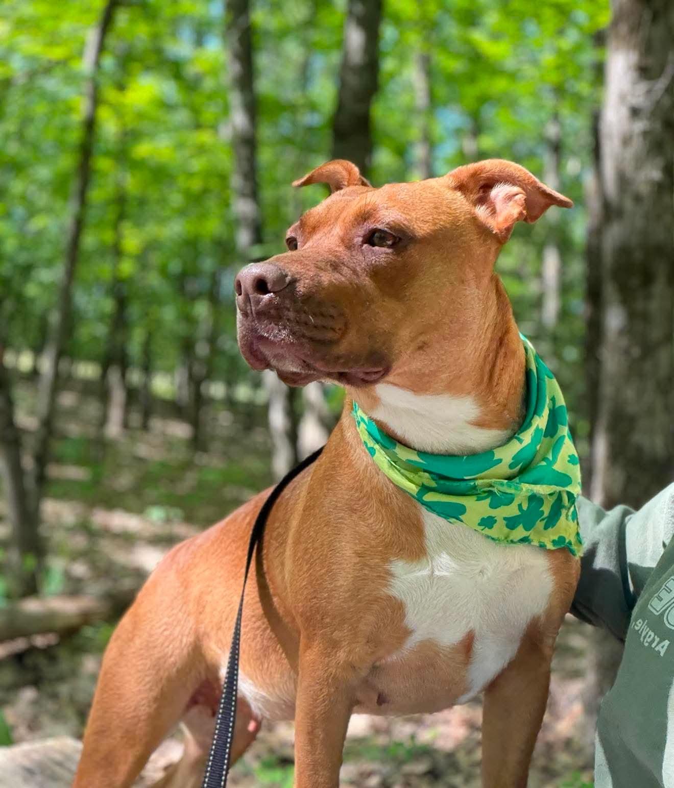 Red Robin , Adoptable, Young Female Mixed Breed.