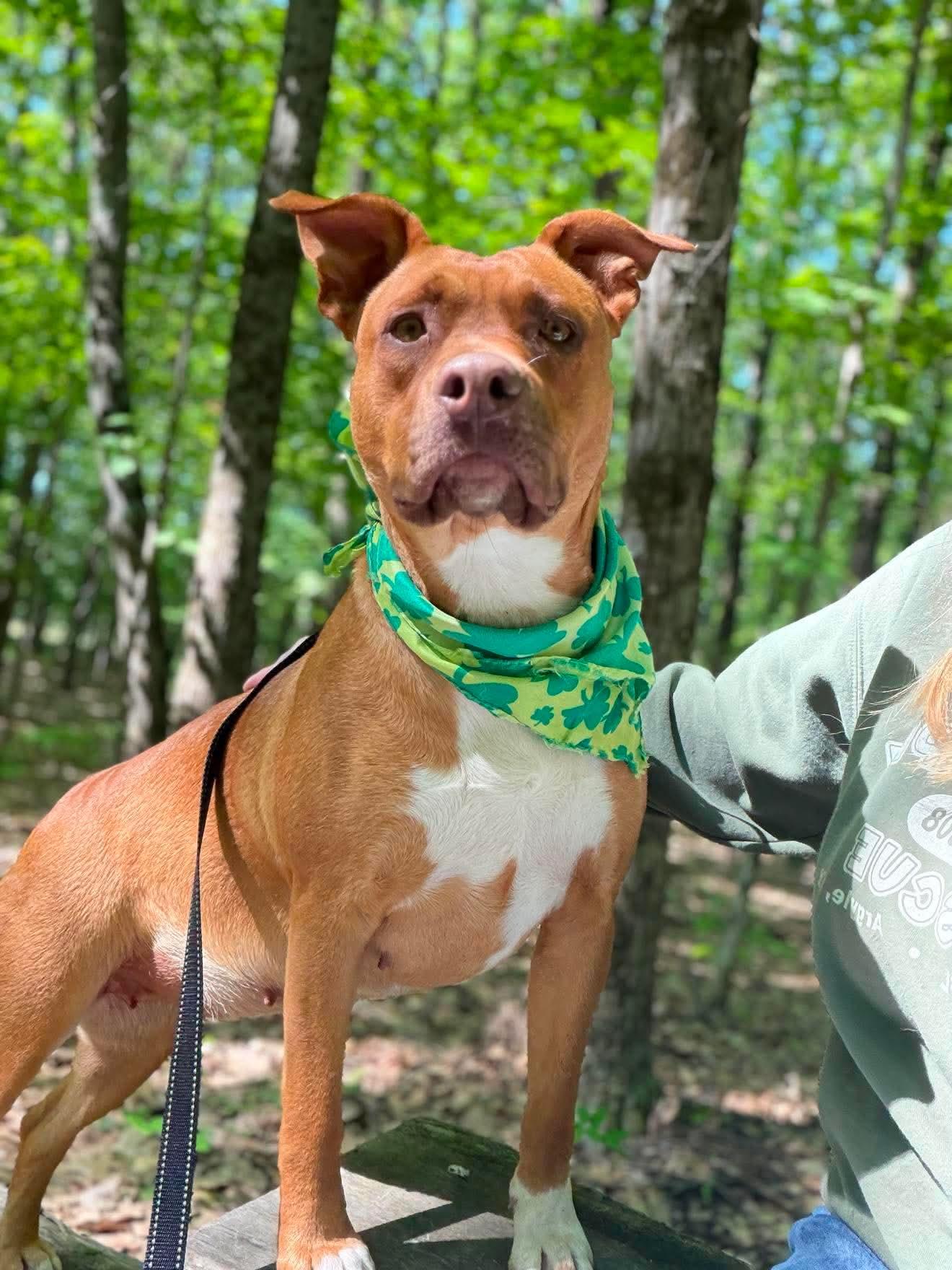Red Robin , a Adoptable Mixed Breed in Argyle, NY image 1/6