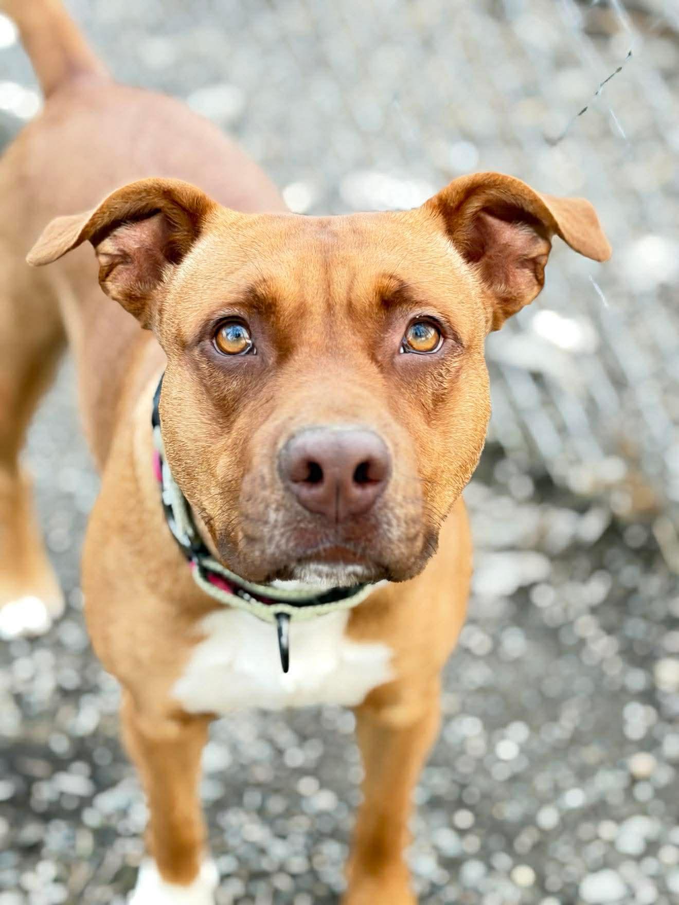 Enlarge Red Robin , a Adoptable Mixed Breed in Argyle, NY image 2/6