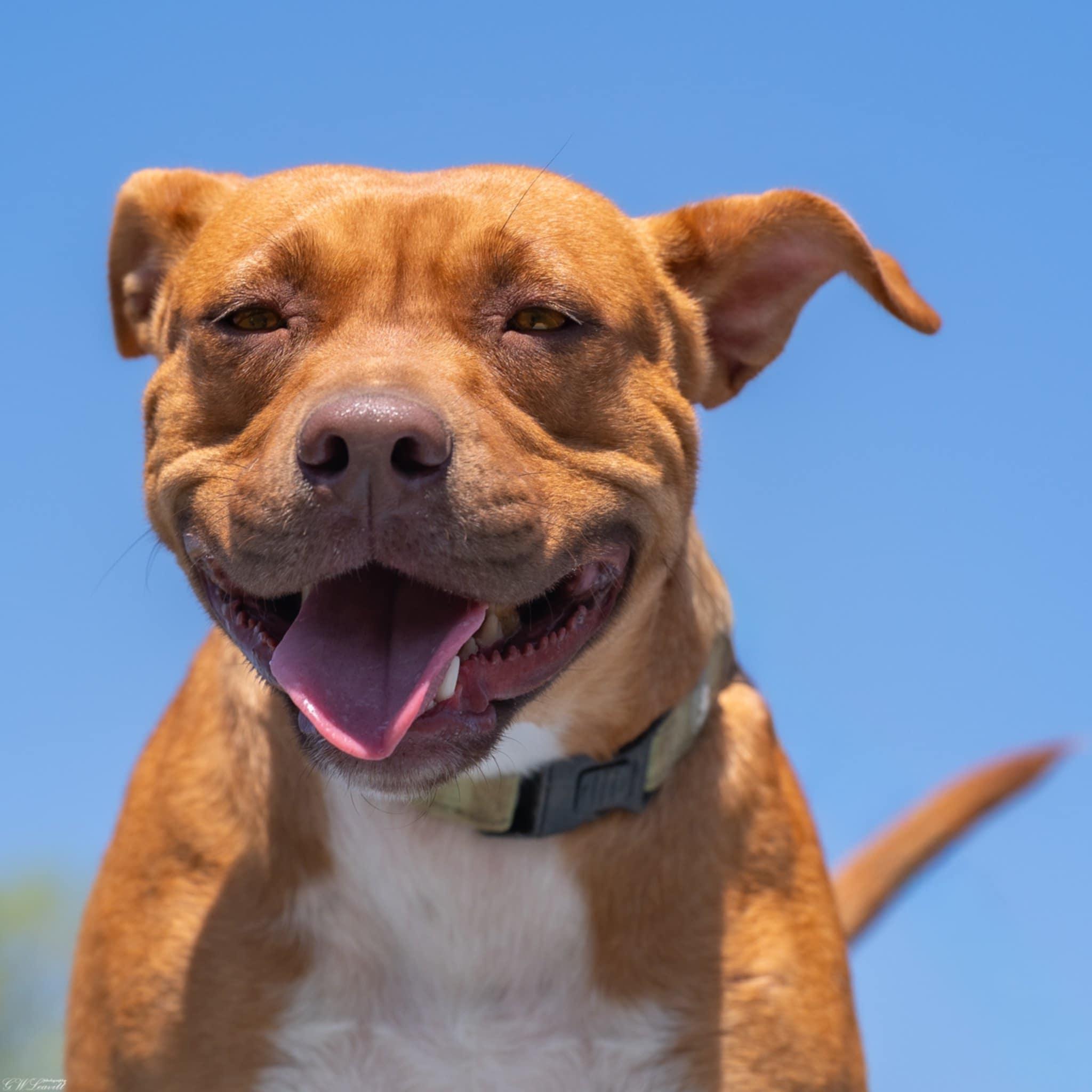 Enlarge Red Robin , a Adoptable Mixed Breed in Argyle, NY image 3/6