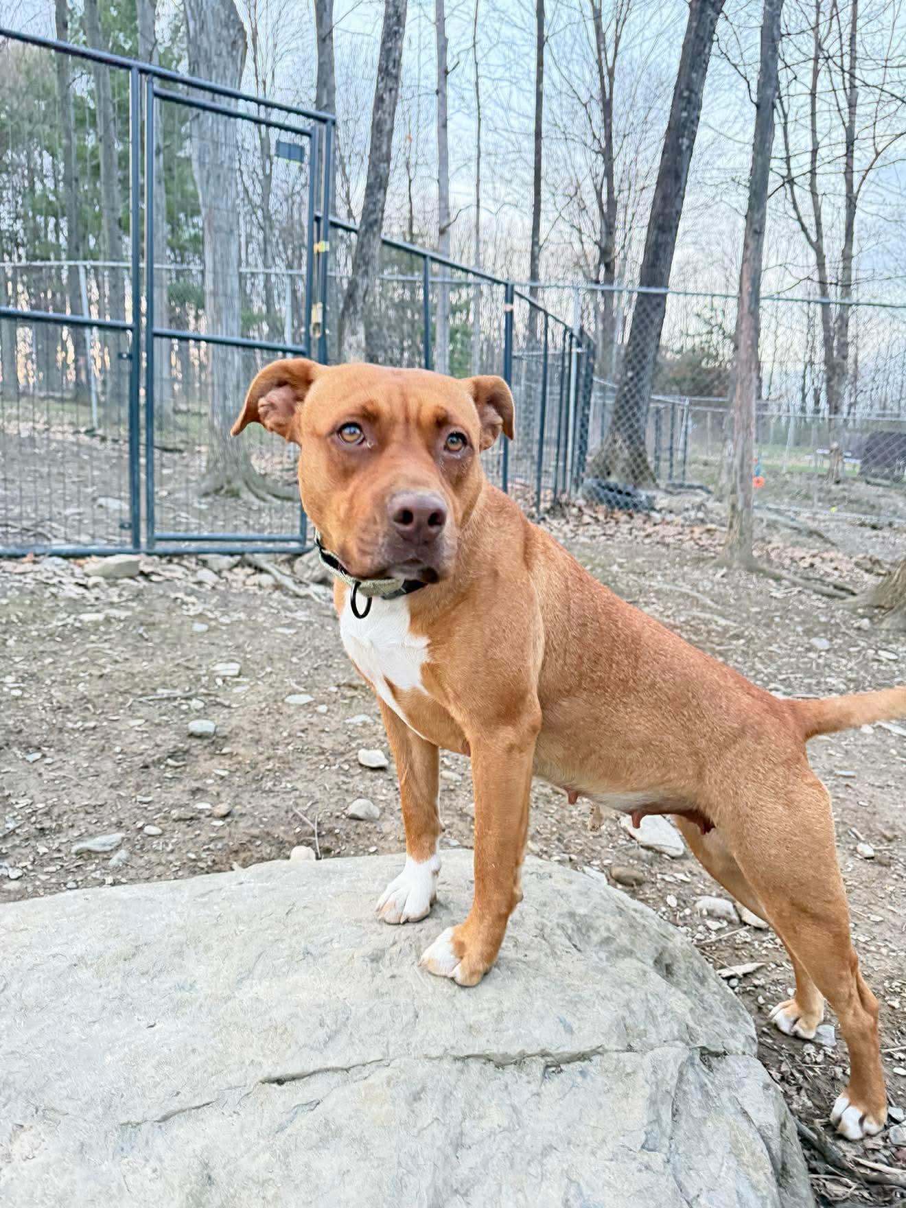 Enlarge Red Robin , a Adoptable Mixed Breed in Argyle, NY image 5/6