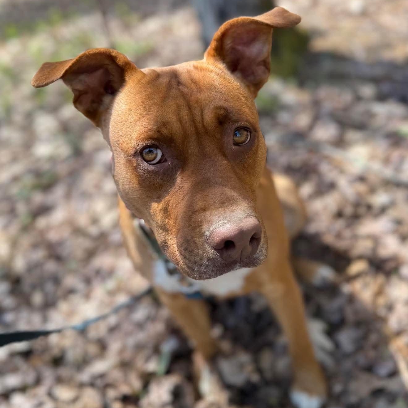 Enlarge Red Robin , a Adoptable Mixed Breed in Argyle, NY image 1/6