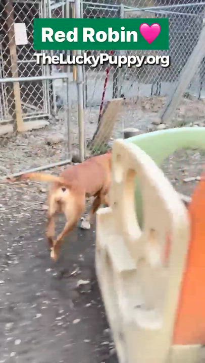 Enlarge Red Robin , a Adoptable Mixed Breed in Argyle, NY video 6/6