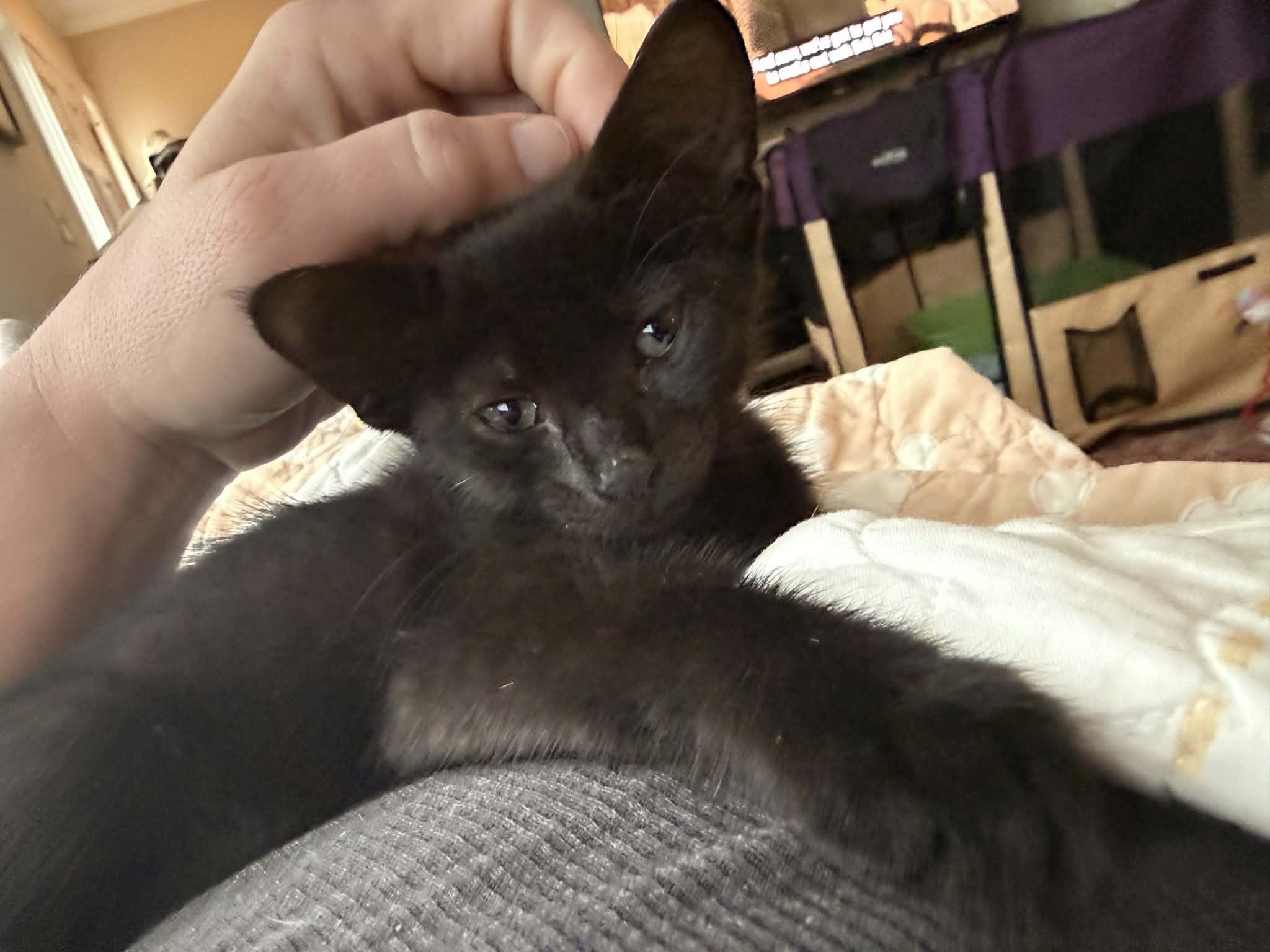 Enlarge Stormy, an adopted Domestic Short Hair in Greenville, NC image 2/4