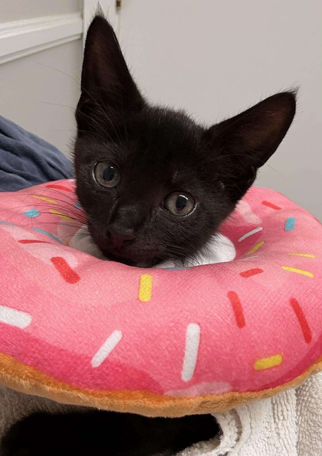 Enlarge Stormy, an adopted Domestic Short Hair in Greenville, NC image 3/4
