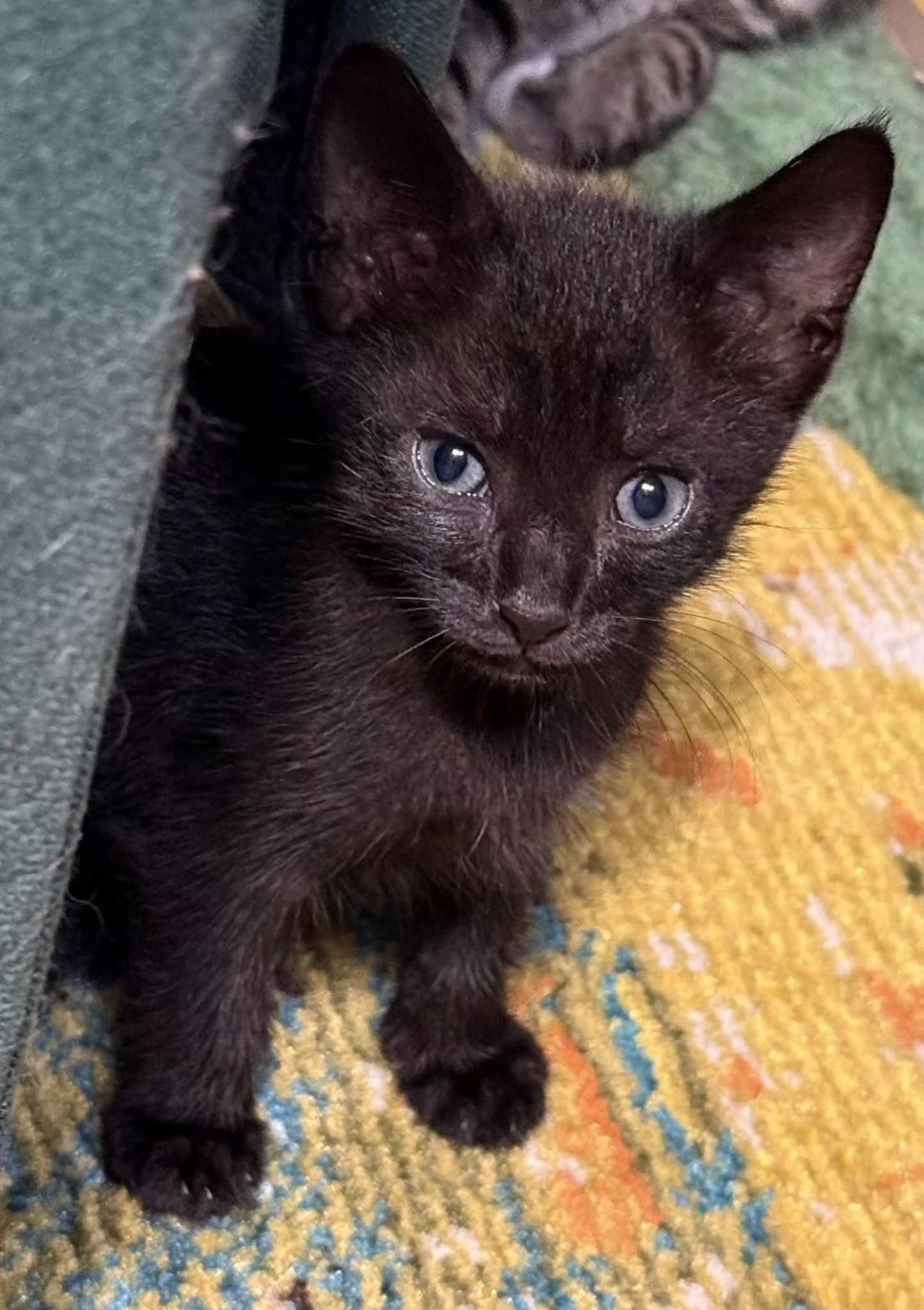 Stormy, adopted, Kitten Male Domestic Short Hair.