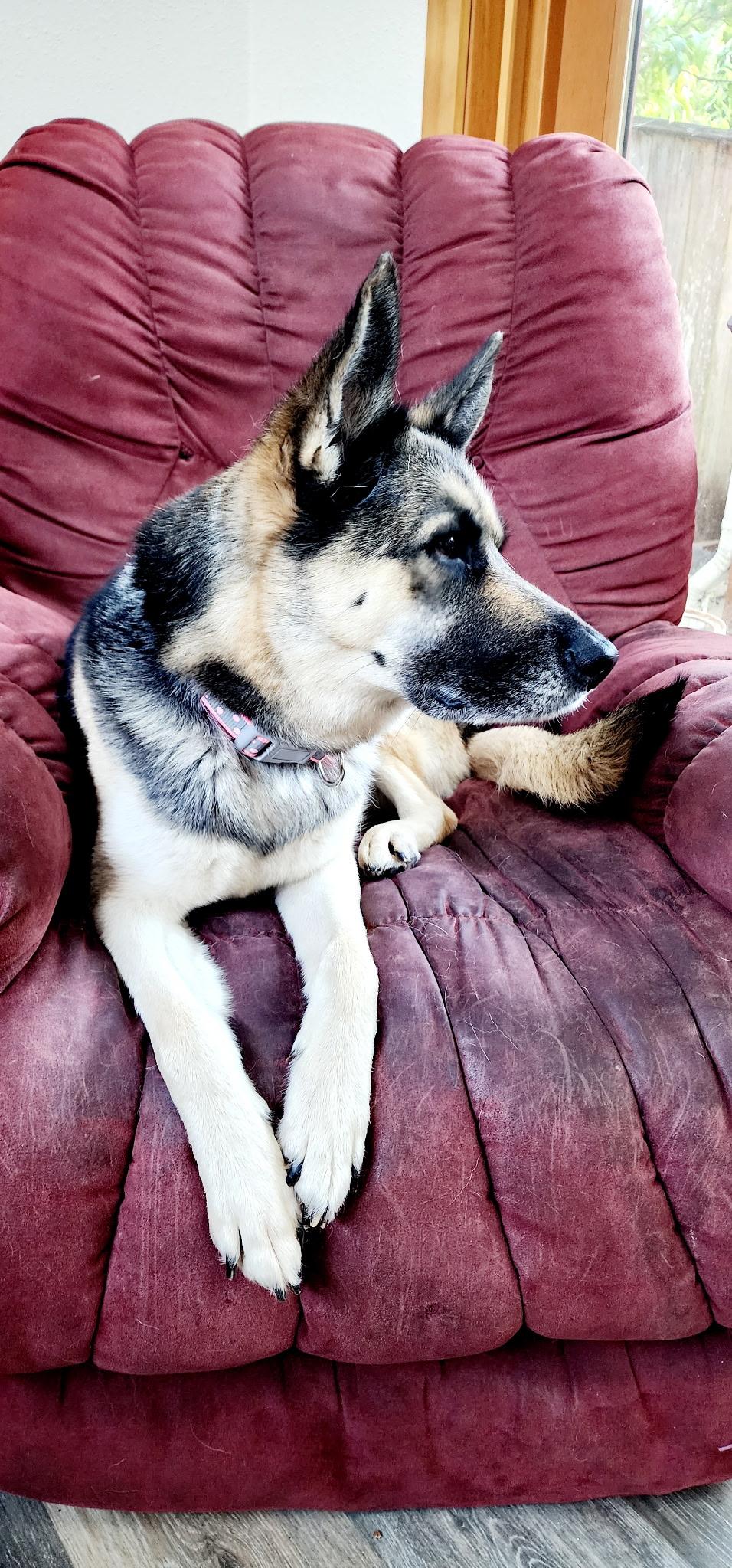 Molly, Adopted, Adult Female German Shepherd Dog.