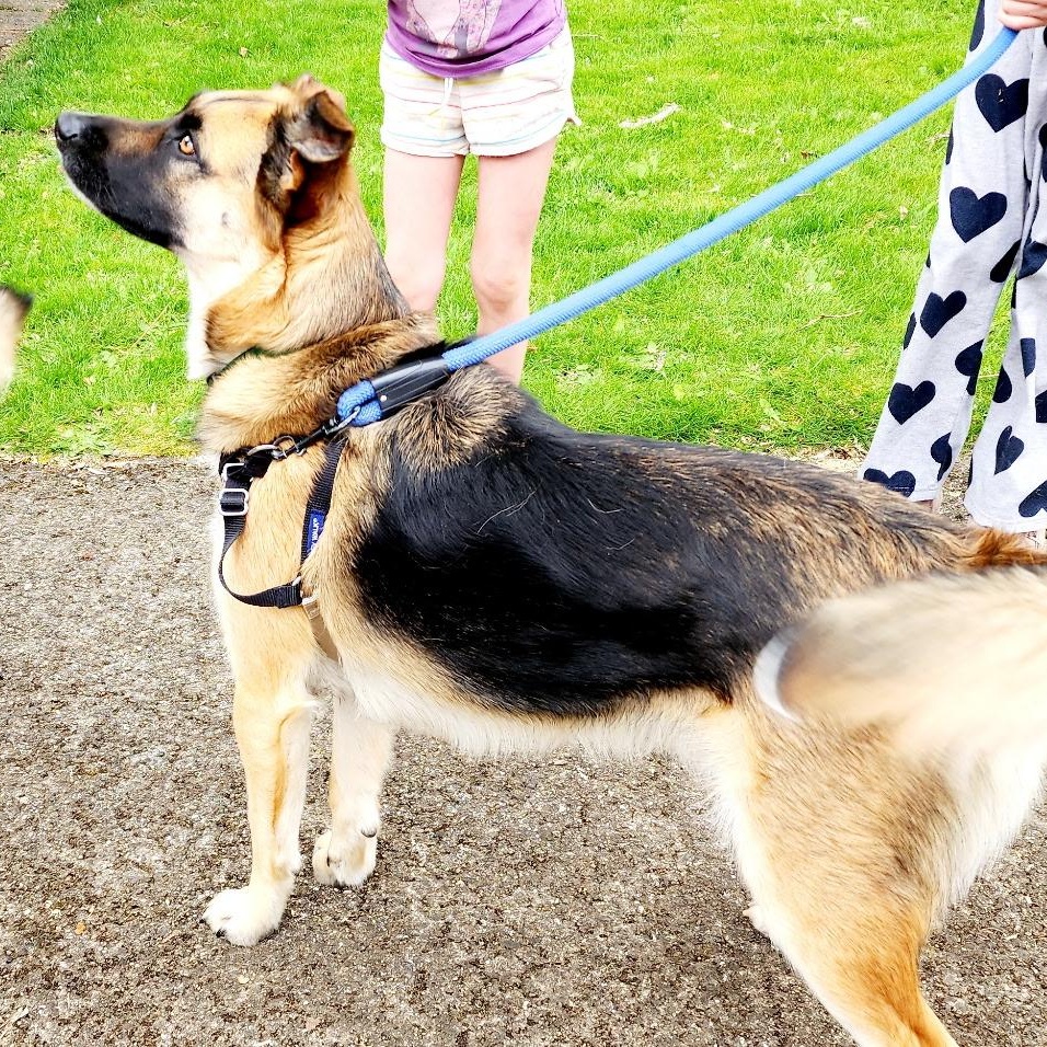 Molly, a Adopted mixed breed in Portland, OR image 2/3