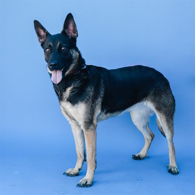 COUTURE, Adoptable, Adult Female German Shepherd Dog.
