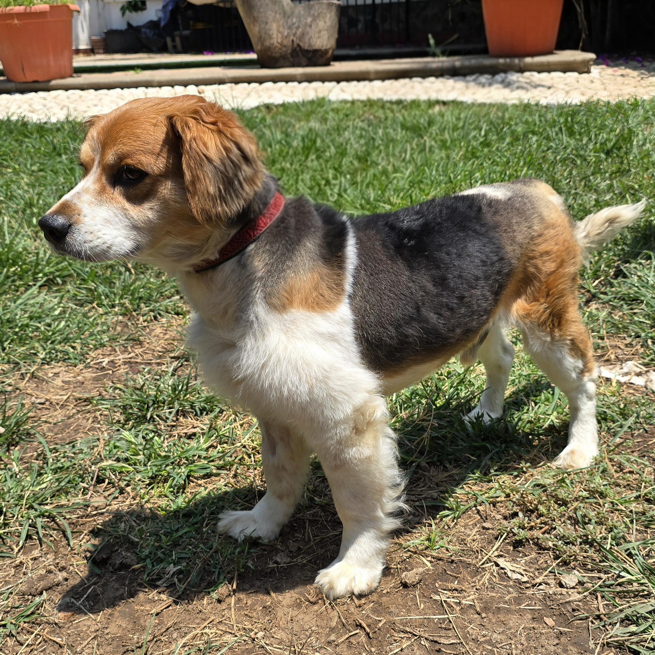 Enlarge Teddy, an adoptable mixed breed in San Francisco, CA image 3/3