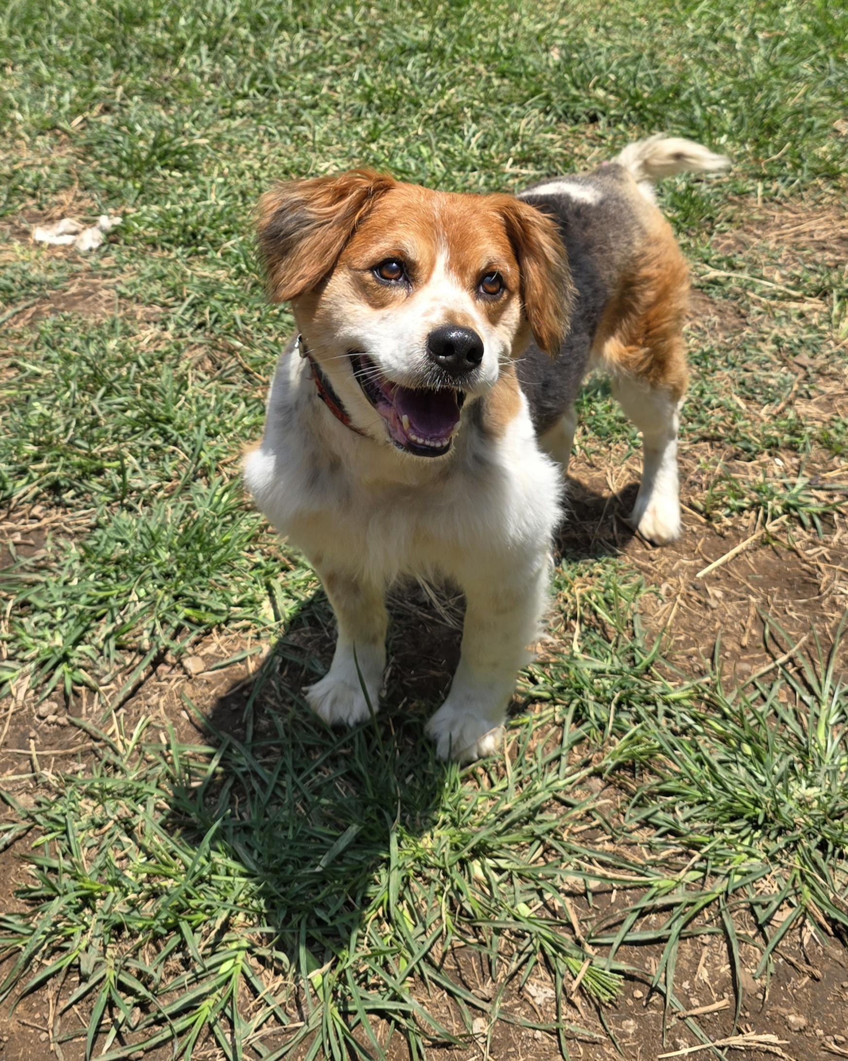 Enlarge Teddy, an adoptable mixed breed in San Francisco, CA image 2/3