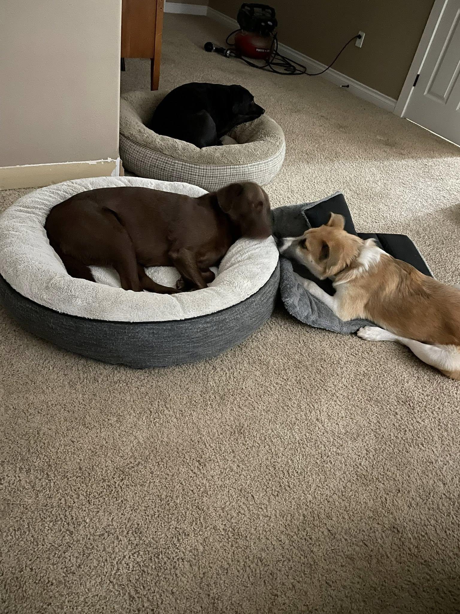 Enlarge Little, a Adoptable mixed breed in West Richland, WA image 5/6