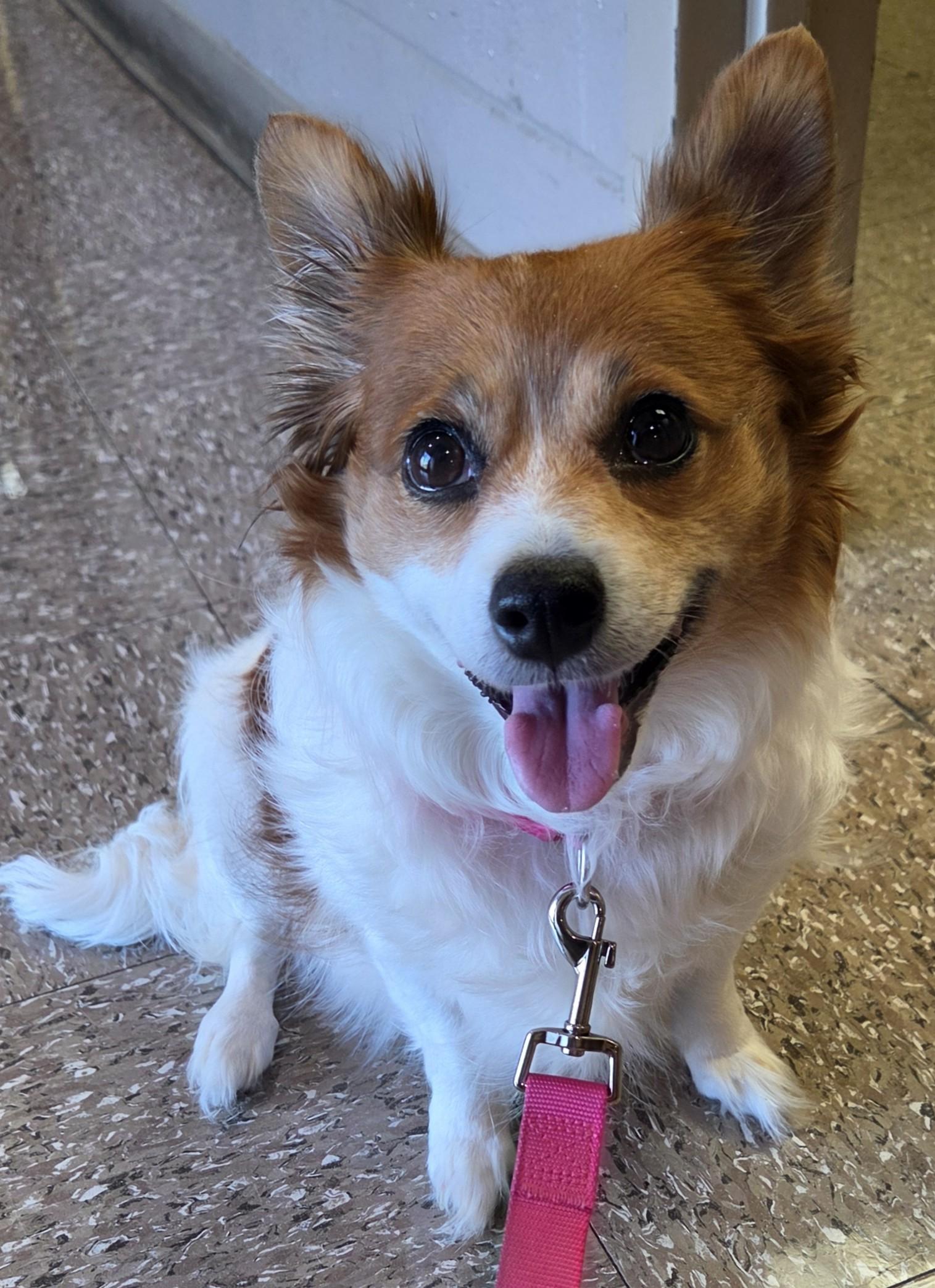 Enlarge Bailey, a ADOPTABLE mixed breed in Anna, IL image 2/4